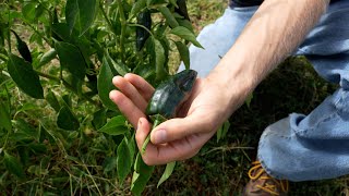 From Farm to You: Peppers