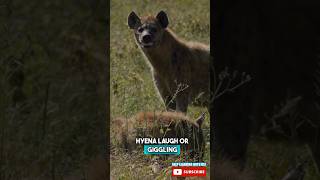 🤔 Why do hyenas laugh? 😆 #didyouknow #factsaboutworld #animal #hyena #factsforkids #youtubeforkids