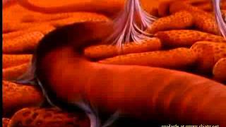 Educational Cartoons - 11 الأذن Ear - Arabic