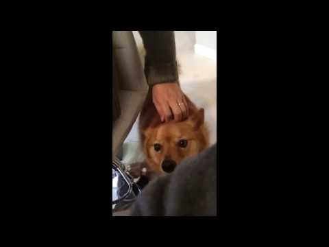 Finnish Spitz dog needs attention