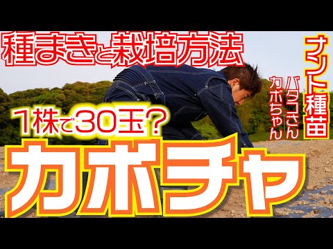 カボチャの種を植える: これが子孫への影響です 植物