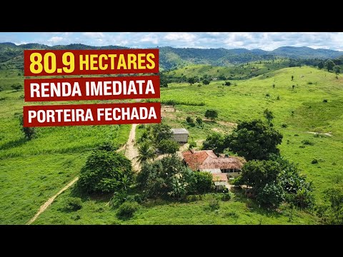🌾🌿Fazenda Produtiva à Venda em Minas Gerais | 80 Hectares + Gado Leiteiro 🐄