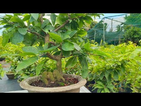 07/08/2022 Gl combo nhiều giống mai rẽ đẹp LH 0984.955.952