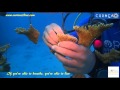 Coral Restoration Foundation Curacao And CURious 2 DIVE At The Nursery
