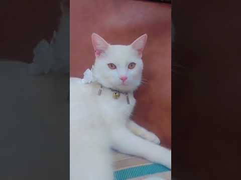 Cats are beautiful nature beings that spread love from their paws #fyp #cats #catoftheday #cato