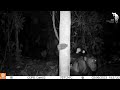 Camera Trap Compilation Of Biodiversity Of The Okapi Wildlife Reserve