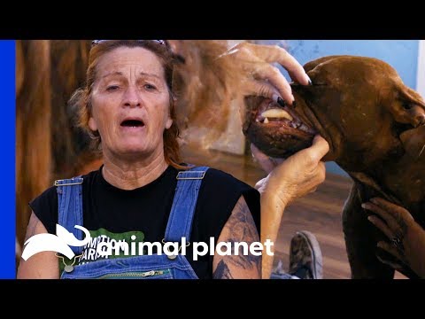 download lagu mp3 mp4 Rescue I, download lagu Rescue I gratis, unduh video klip Rescue I