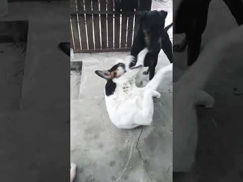 El Manchas y el Negro #casagrande #perros #miradacanina #cordoba