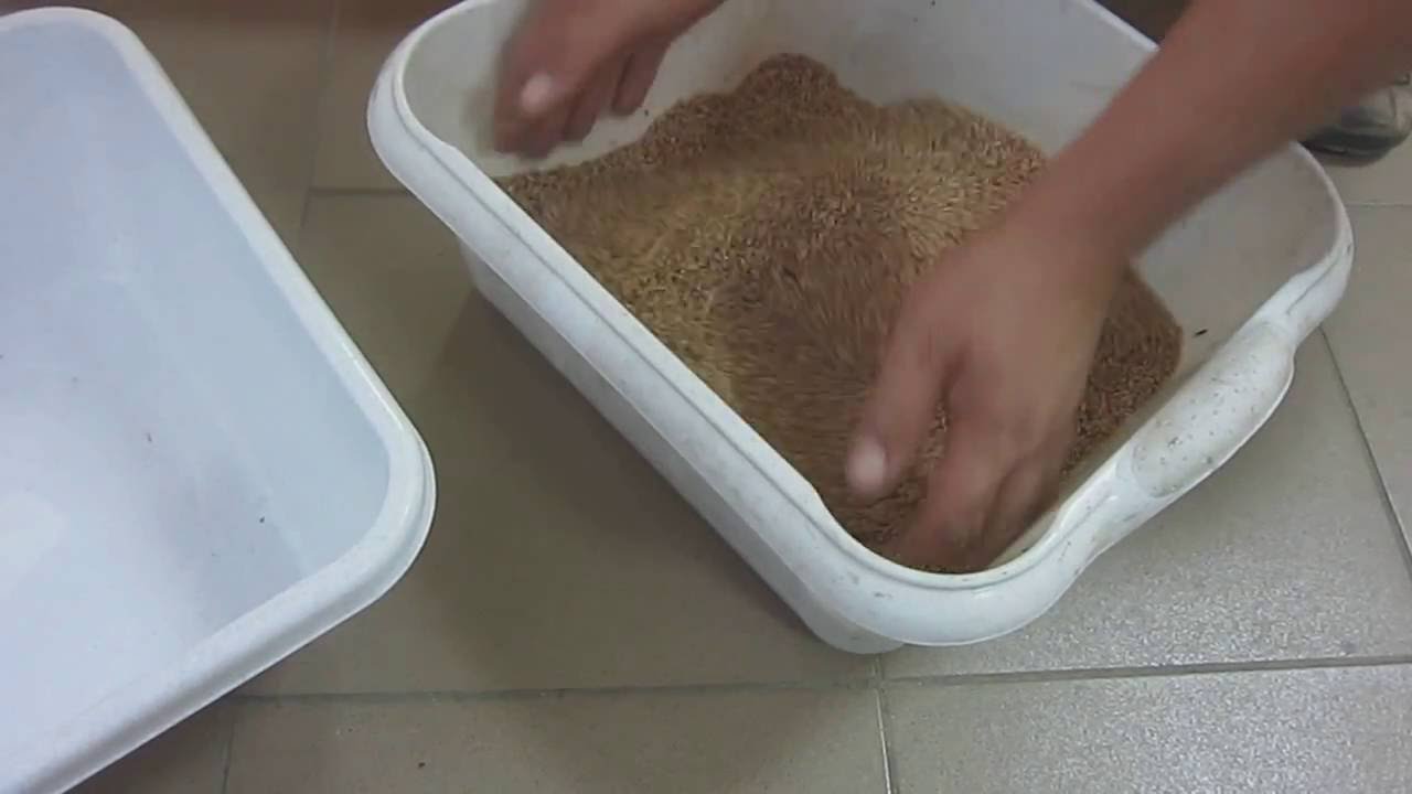 Сортировка пшеницы от овсюга на фотосепараторе Фокус