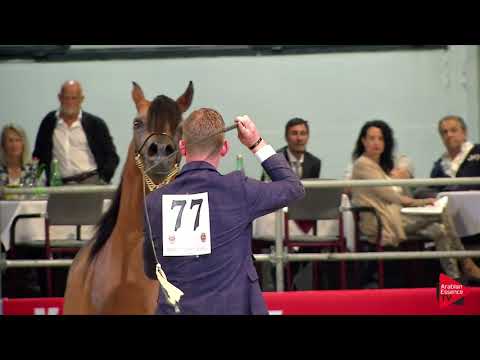 N 77 AL PICASSO   Wels 2019   Stallions 4 to 6 years old Class 11