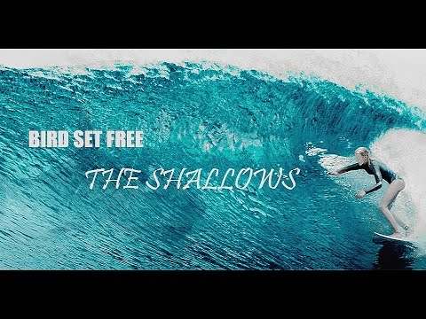 The shallows - BIRD SET FREE