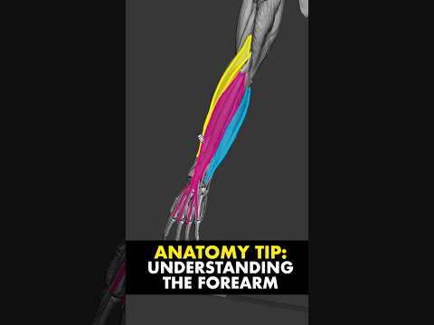 Anatomy Tip: Understand the anatomy of the forearm with this simple method
