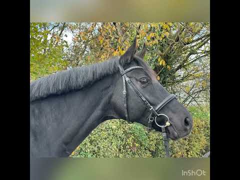 Fürsten-Look x Fürst Heinrich x Alabaster