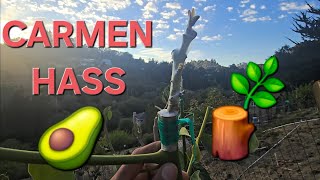 CANOPY CHANGE GRAFTING & TOP-WORKING AVOCADO SEEDLINGS WITH CARMEN HASS & TREE SHAPING AGAINST DEER