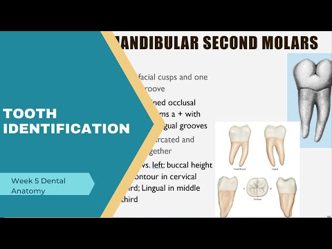 Tooth Identification