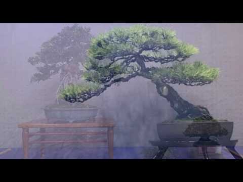 bonsai exhibition hosted by Okinawa Prefecture Uruma City Yonashiro Bonsai Club