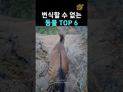 번식할 수 없는 동물 TOP 6