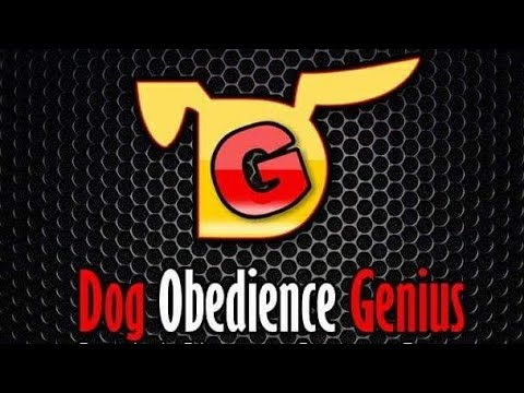 El uso correcto del Slip Leash o Correa deslizante para perros.🐶