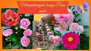 Itoh or Herbaceous Peonie?learn how to divide and identify from Bulbs