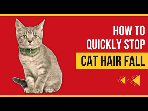 Cat Hair Fall Solution At Home😿How to Quickly Stop Cat's Hair Fall