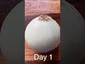How to Grow Onion from Onion Bottom Scrap