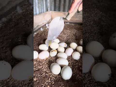 Telur gagal menetas jangan sampai terbuang sia sia #bsf
