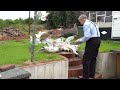 Feeding Frenzy Displayed By Seagulls
