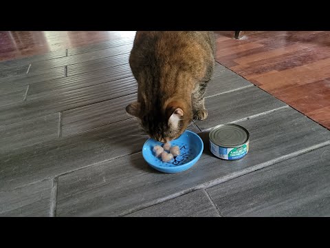 DIY Frozen Tuna Treats For Cats #cats #DIYFrozenTreats