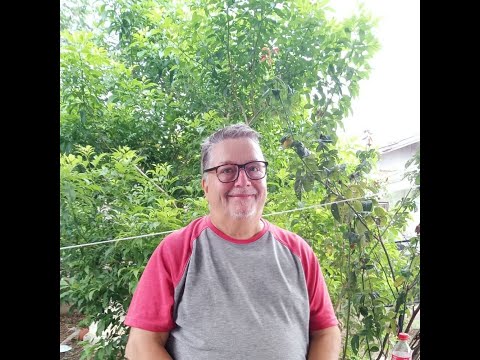 Matthew 26 31 75  Jesus Predicts Peters Denial