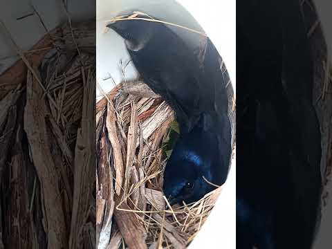 Checking In On The Gourd Dwellers: Purple Martin Edition Sneak Peak!