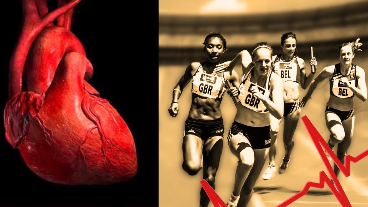 Coração do atleta (Fisiologia do exercício)