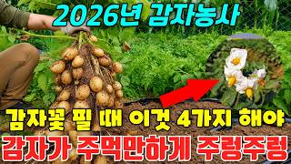 5월 감자밭 감자꽃 폈을때 '이것' 4가지해야 감자가 주먹만해지고 주렁주렁 달립니다