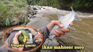 Download lagu musim hujan,, Umpan Jitu mancing ikan mahseer semah,, mancing ikan soro mahseer pas di arus deras mp3