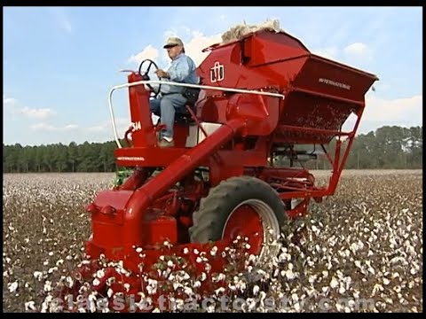 Picking Cotton With A 1961 International Harvester
