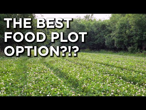 Planting Clover Food Plots?! | Everything You Need to Know!