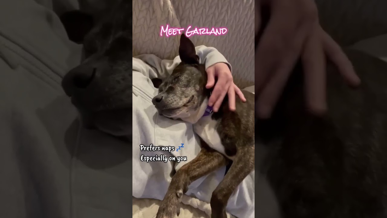 Garland, a Adoptable Mixed Breed in Plain City, OH video 6/6