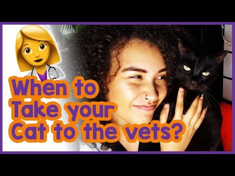 When should I take my cat to the vets?