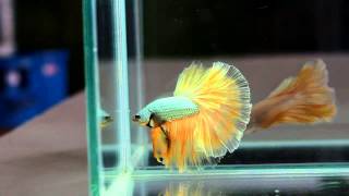 Betta Splendens : (0313-92) Copper Gold Singletail Male