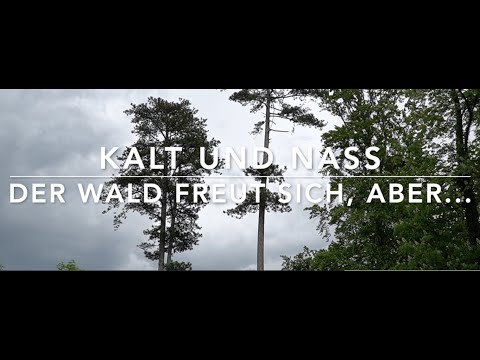 Wie sich das kalte und nasse Frühjahr 2021 auf die Wälder auswirkt