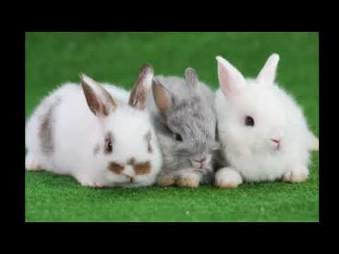 [Full Stream] Rabbit Rando: Villainous Mods in Tabletop Simulator