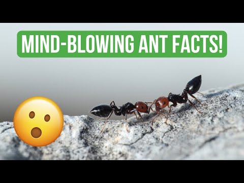 10 Mind-Blowing Facts About Ants!