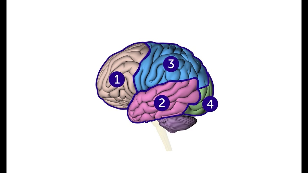 What are the parts of the brain and their function?