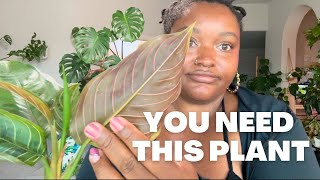 All About Aglaonema Red Army | Watering, Light, & More!