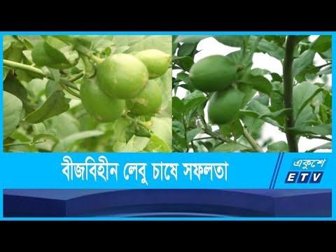 বারোমাসী বিনালেবু-১ জাত উদ্ভাবনে সফলতা