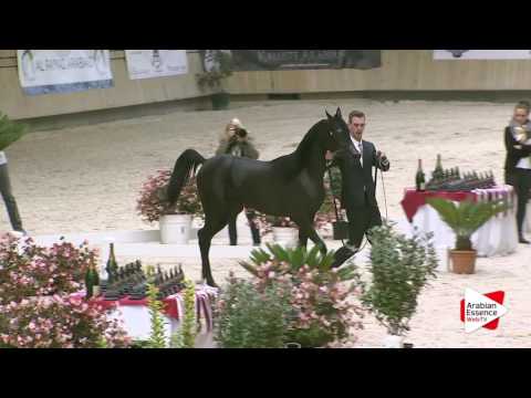 Deauville Arabian Cup 2016 - Yearling Fillies (1A) - 1st place: n°3 RASHA AL SHAHANIA