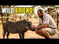 Wildlife Friends When Wildlife Comes Visiting Meet Our Warthog WildlifeFriends Wildlife