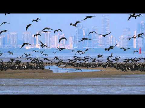 Great Cormorants DB MP GH4 45 175mm 4k 11Dec 2015
