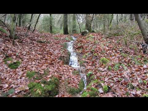 Wanderung zum Hohen Fels | 66709 Weiskirchen | Hochwald