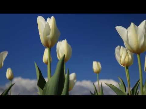 花の都公園　チューリップ　Tulip「relax your heart  yamanakako」