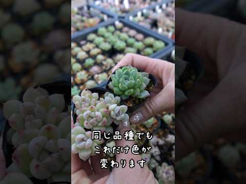 鳥を庭に引き寄せる植物は何ですか?一番人気の品種に注目！  庭園